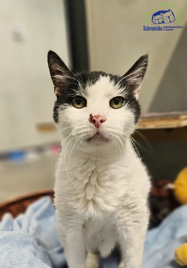 Znaleziono kota, Szczecin, 7 sierpnia 2025 (1/3)