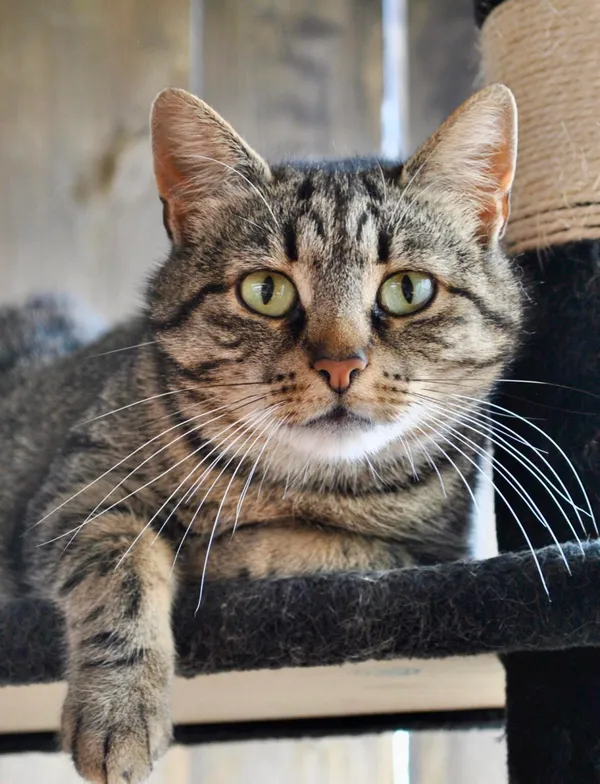 Kot do adopcji, Gdańsk, 7 sierpnia 2025