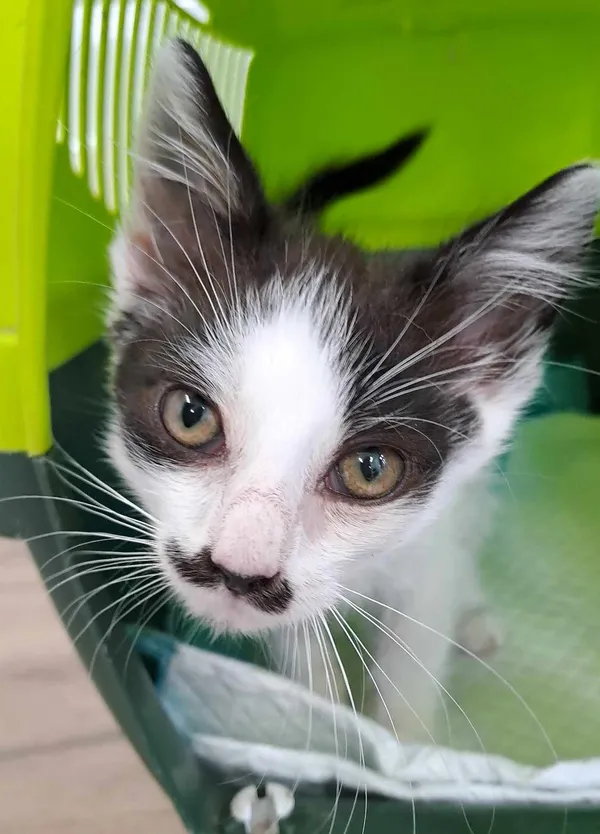 Kot do adopcji, Olsztyn, 5 sierpnia 2025