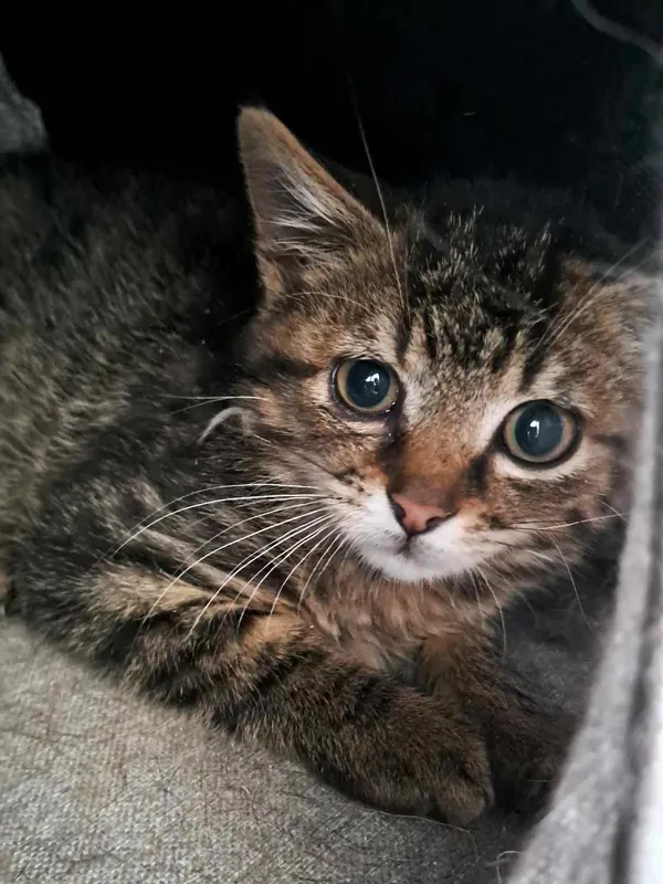 Kot do adopcji, Olsztyn, 28 lipca 2025