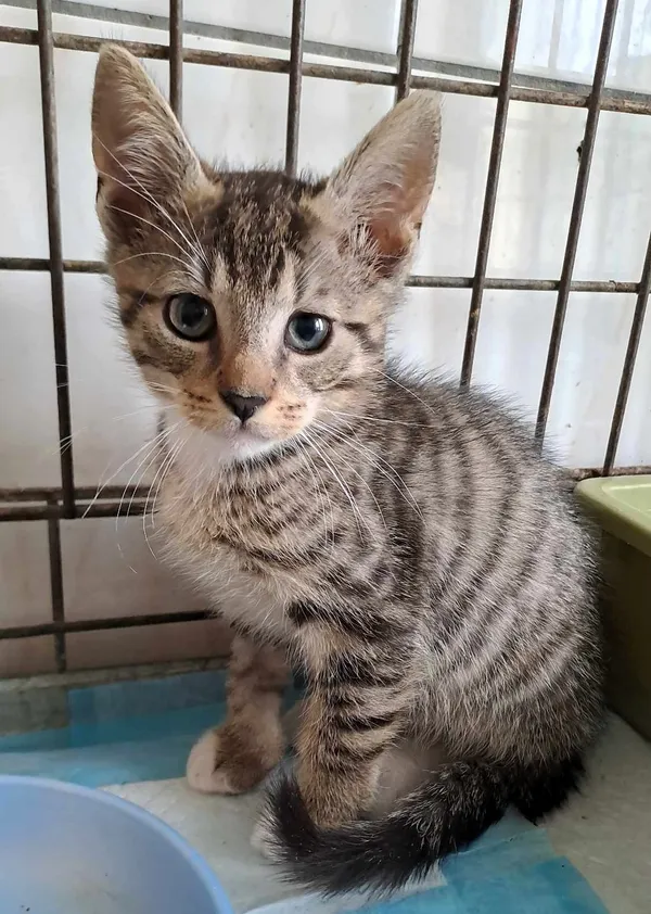 Kot do adopcji, Olsztyn, 27 czerwca 2025