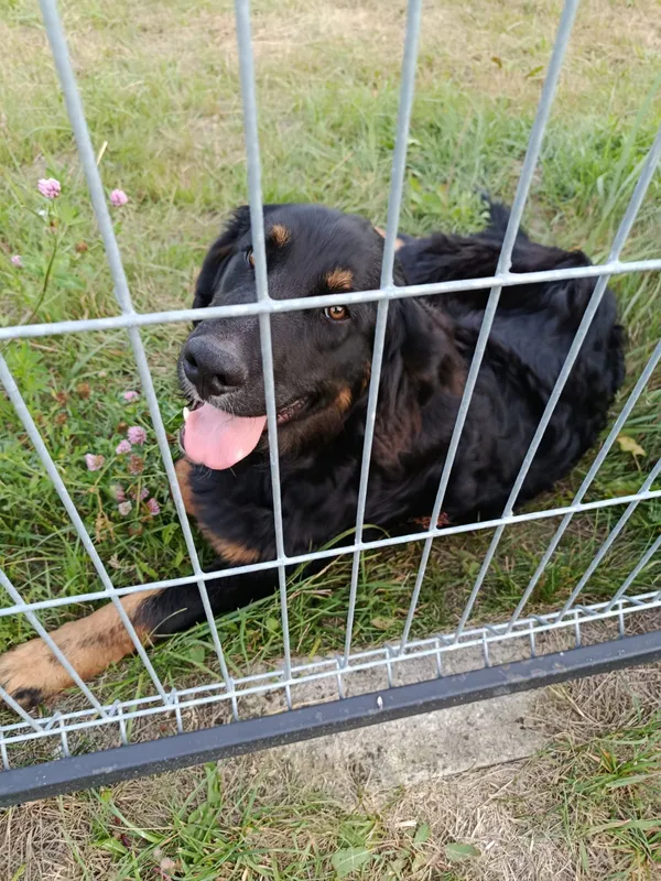 Znaleziono psa, Dąbrowa, 7 sierpnia 2025 (1/4)