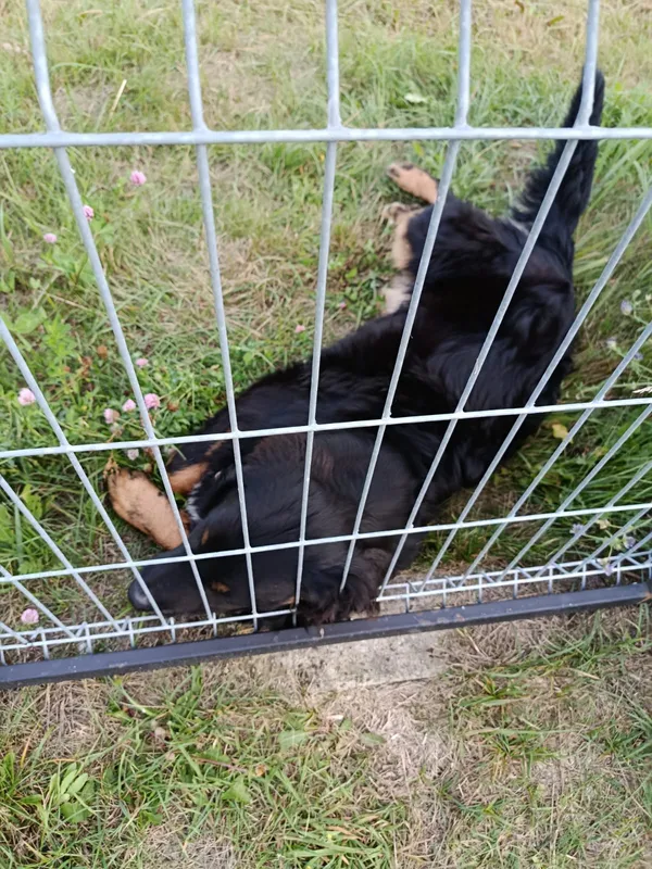 Znaleziono psa, Dąbrowa, 7 sierpnia 2025 (4/4)