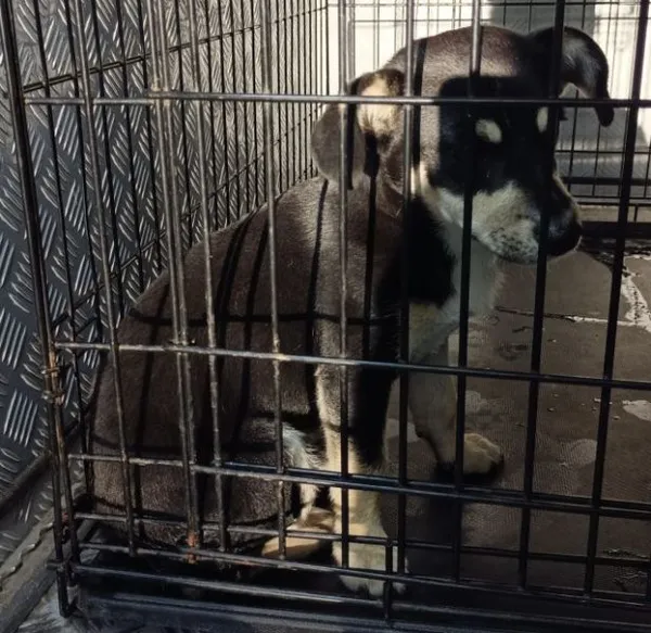 Znaleziono psa, Radom, 1 sierpnia 2025