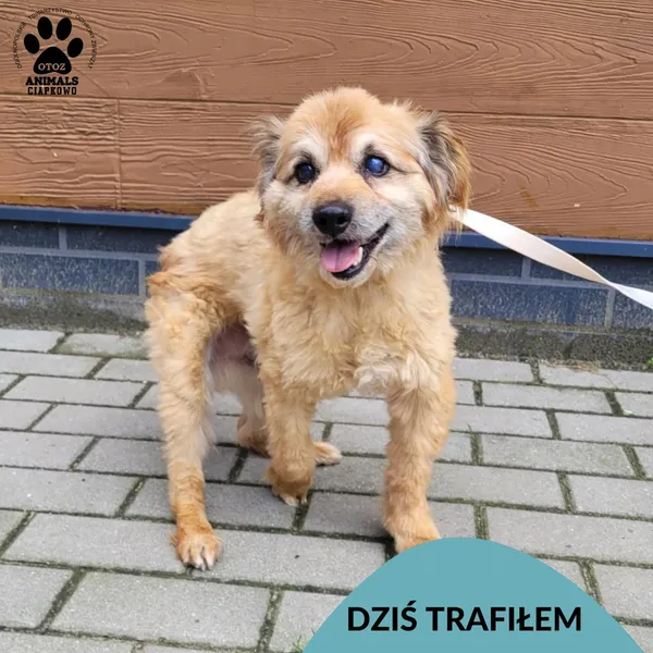 Znaleziono psa, Gdynia, 3 sierpnia 2025