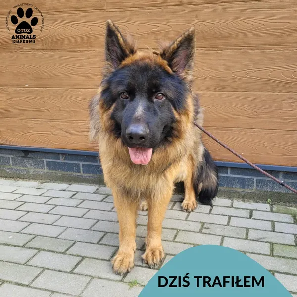 Znaleziono psa, Gdynia, 1 sierpnia 2025