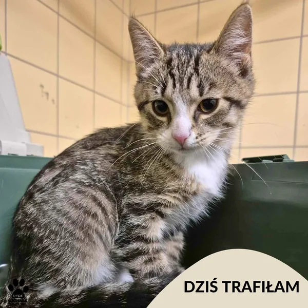 Znaleziono kota, Gdynia, 30 lipca 2025