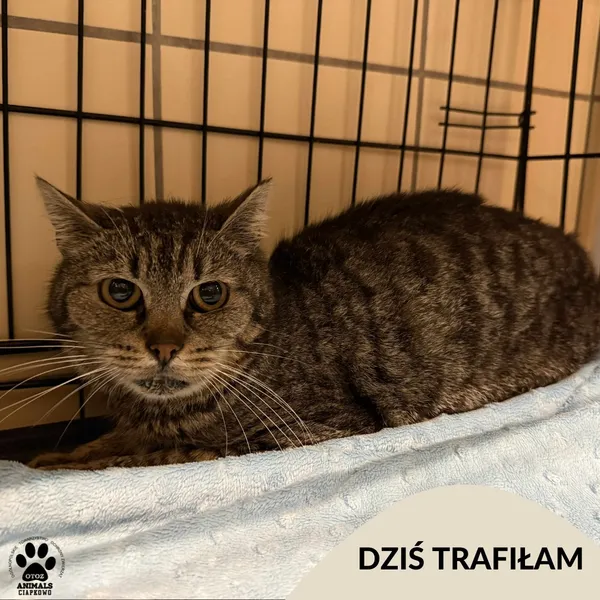 Znaleziono kota, Gdynia, 29 lipca 2025