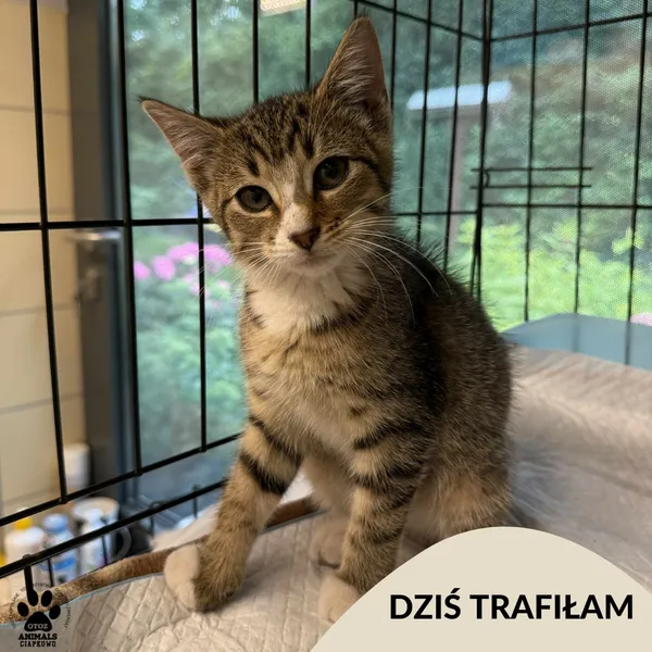 Znaleziono kota, Gdynia, 27 lipca 2025