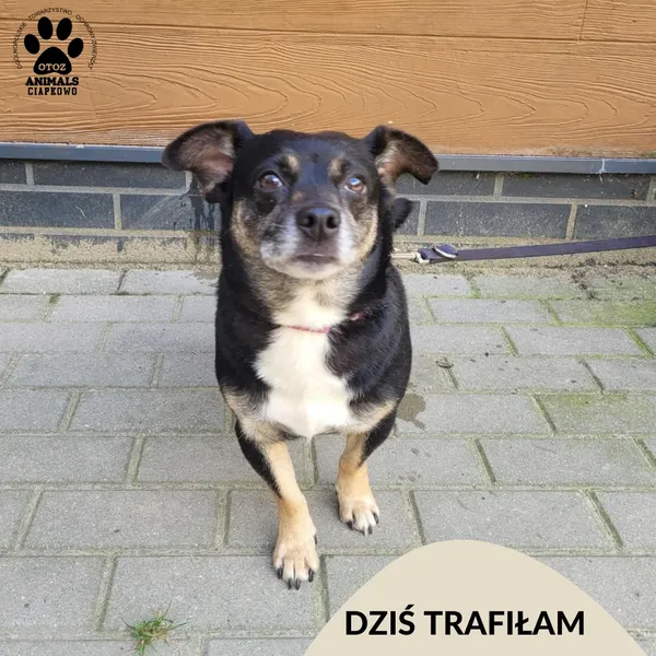 Znaleziono psa, Gdynia, 27 lipca 2025