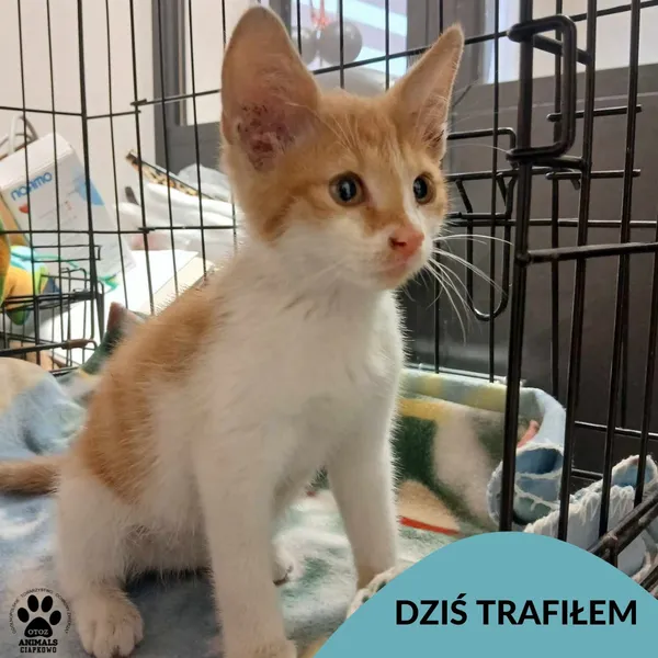 Znaleziono kota, Gdynia, 21 lipca 2025