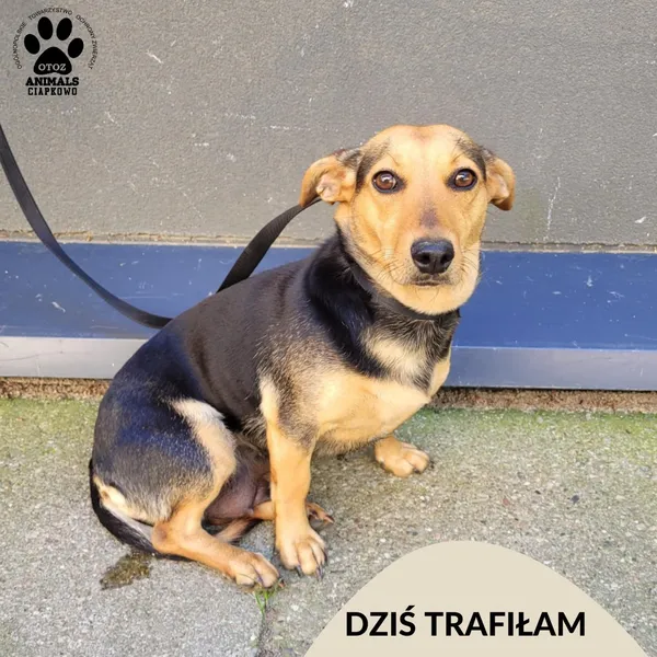 Znaleziono psa, Gdynia, 20 lipca 2025