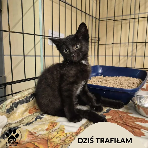 Znaleziono kota, Gdynia, 19 lipca 2025