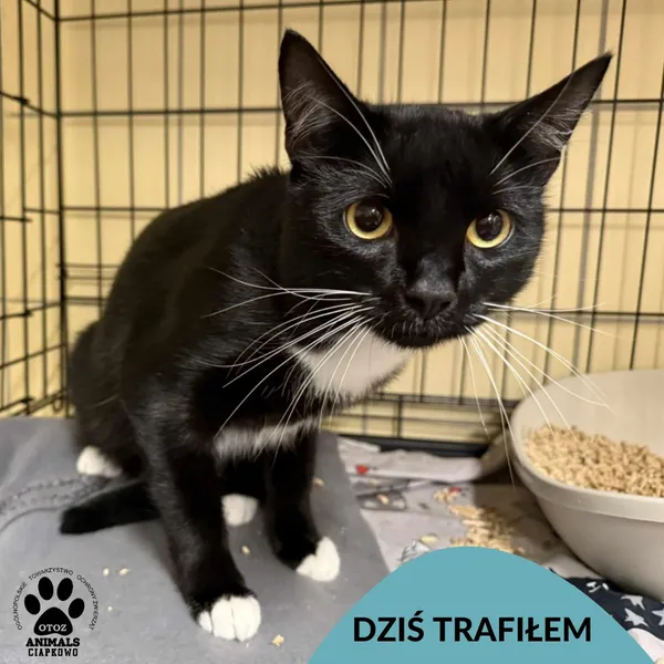 Znaleziono kota, Gdynia, 18 lipca 2025