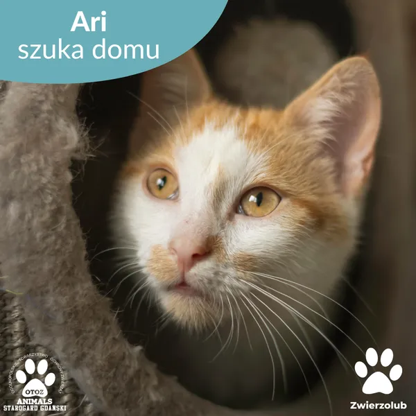 Kot do adopcji, Starogard Gdański, 7 sierpnia 2025 (1/3)