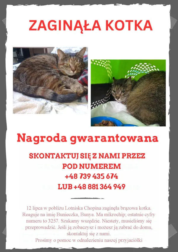 Zaginął kot, Warszawa, Jeziorki Północne, 26 sierpnia 2025 (1/2)