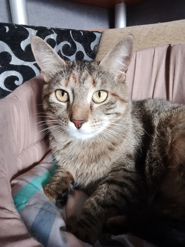 Zaginął kot, Warszawa, Jeziorki Północne, 26 sierpnia 2025 (2/2)