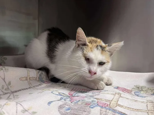 Kot do adopcji, Włocławek, 7 sierpnia 2025