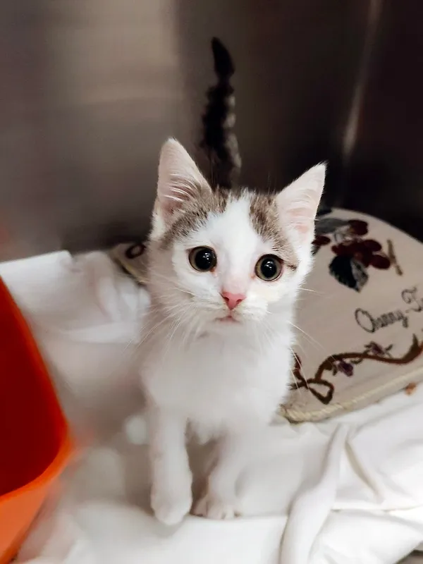 Kot do adopcji, Włocławek, 6 sierpnia 2025 (2/3)