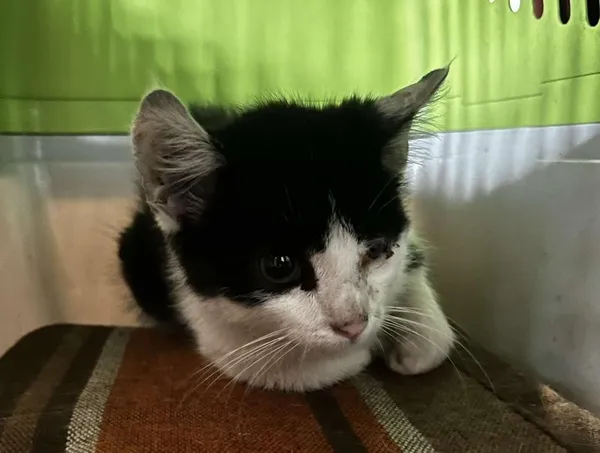 Znaleziono kota, Toruń, 5 sierpnia 2025