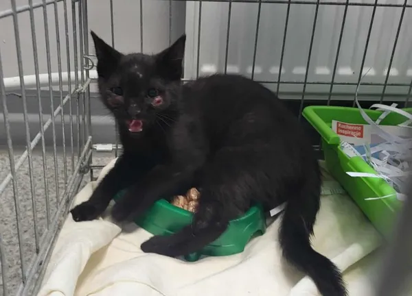 Znaleziono kota, Toruń, 5 sierpnia 2025