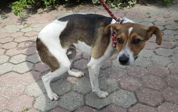 Znaleziono psa, Toruń, 4 sierpnia 2025