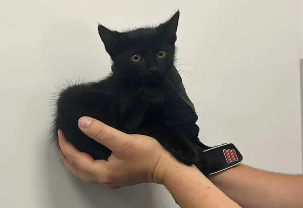 Znaleziono kota, Toruń, 4 sierpnia 2025