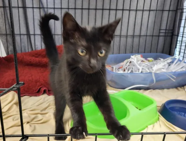 Znaleziono kota, Toruń, 4 sierpnia 2025