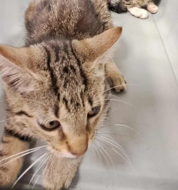 Znaleziono kota, Toruń, 3 sierpnia 2025