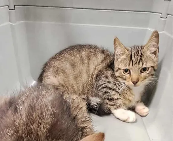 Znaleziono kota, Toruń, 3 sierpnia 2025