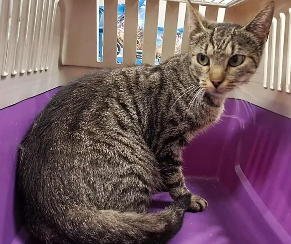 Znaleziono kota, Toruń, 3 sierpnia 2025