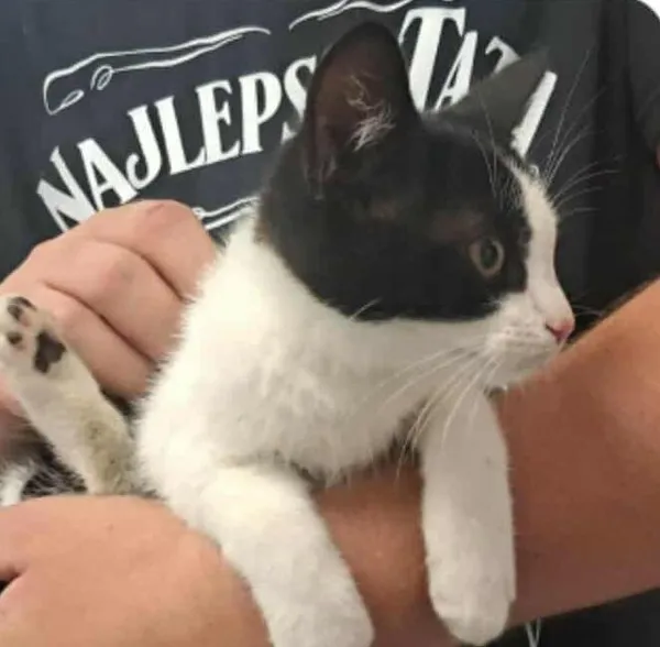 Znaleziono kota, Toruń, 3 sierpnia 2025