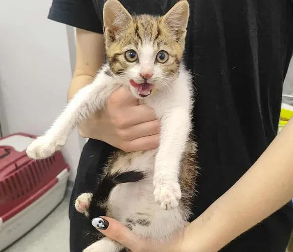 Znaleziono kota, Toruń, 3 sierpnia 2025