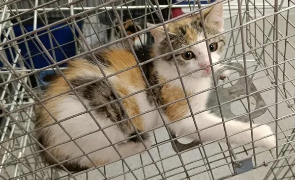 Znaleziono kota, Toruń, 2 sierpnia 2025