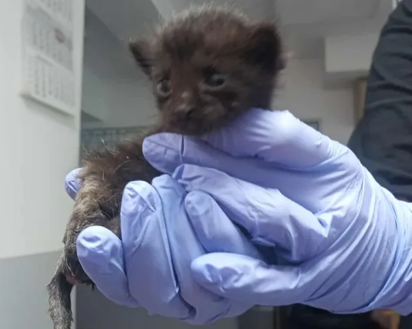 Znaleziono kota, Toruń, 2 sierpnia 2025