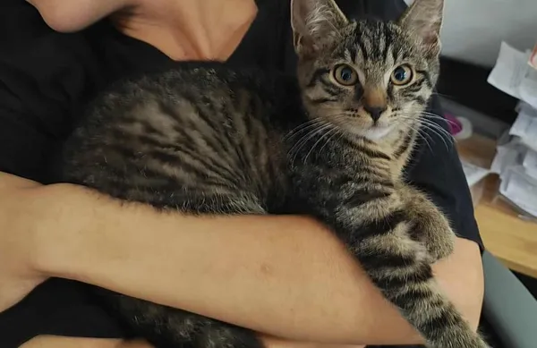 Znaleziono kota, Toruń, 2 sierpnia 2025