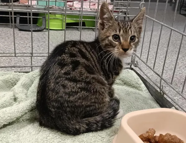 Znaleziono kota, Toruń, 1 sierpnia 2025