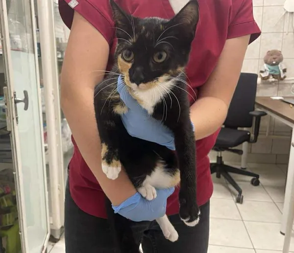 Znaleziono kota, Toruń, 1 sierpnia 2025