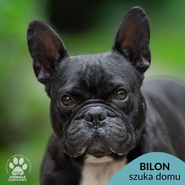 Pies do adopcji, Gdynia, 7 sierpnia 2025 (1/4)