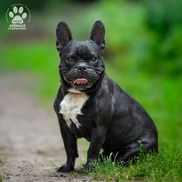 Pies do adopcji, Gdynia, 7 sierpnia 2025 (2/4)