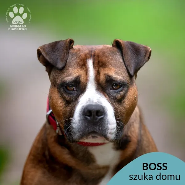 Pies do adopcji, Gdynia, 7 sierpnia 2025 (1/4)