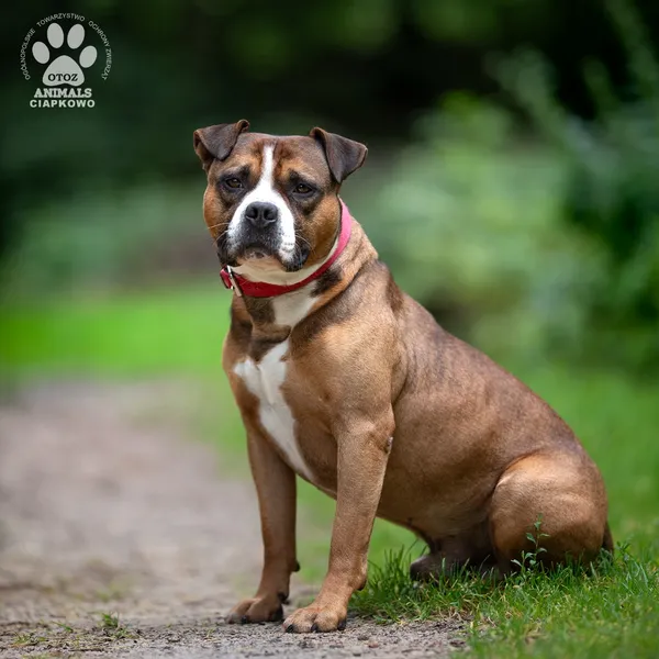 Pies do adopcji, Gdynia, 7 sierpnia 2025 (2/4)