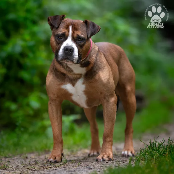 Pies do adopcji, Gdynia, 7 sierpnia 2025 (4/4)