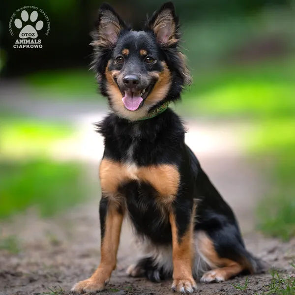 Pies do adopcji, Gdynia, 7 sierpnia 2025 (4/4)