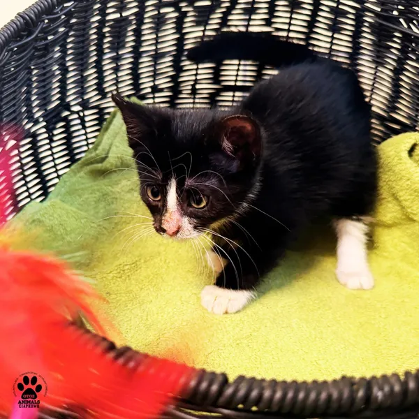 Kot do adopcji, Gdynia, 7 sierpnia 2025 (3/5)