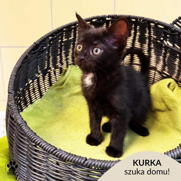 Kot do adopcji, Gdynia, 7 sierpnia 2025 (1/5)