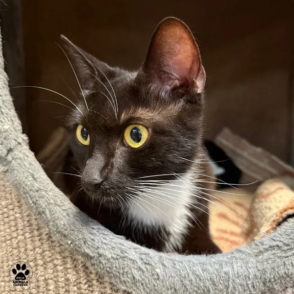 Kot do adopcji, Gdynia, 7 sierpnia 2025 (2/5)