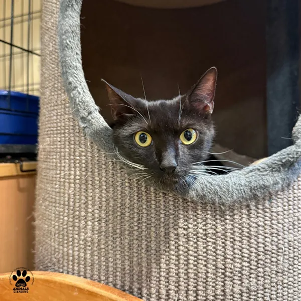 Kot do adopcji, Gdynia, 7 sierpnia 2025 (3/5)