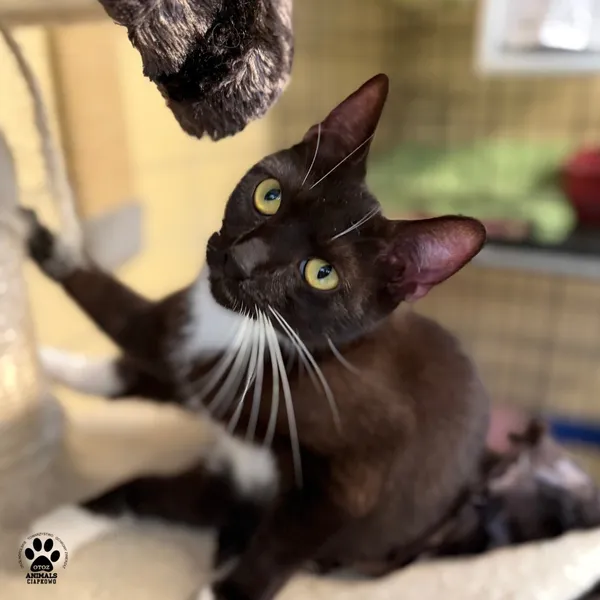 Kot do adopcji, Gdynia, 7 sierpnia 2025 (5/5)