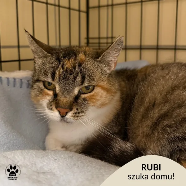 Kot do adopcji, Gdynia, 7 sierpnia 2025 (1/5)